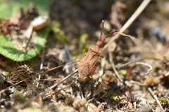 Coriomeris denticulatus