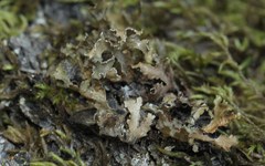 Tuckermanopsis chlorophylla