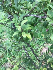 Malus halliana