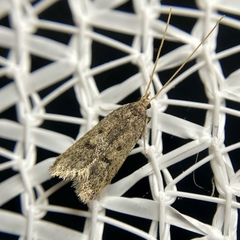 Lecithocera imprudens