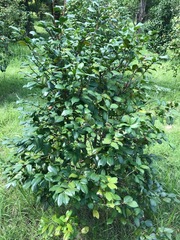 Camellia japonica