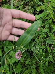 Gentiana macrophylla