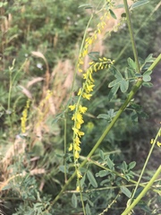 Melilotus officinalis