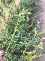 Melilotus officinalis