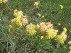 Anthyllis vulneraria polyphylla