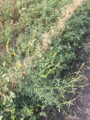 Melilotus officinalis