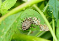 Halyomorpha picus