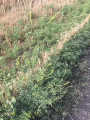 Melilotus officinalis