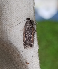 Filatima serotinella