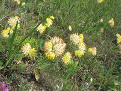 Anthyllis vulneraria polyphylla