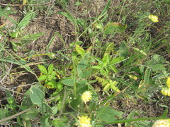 Anthyllis vulneraria polyphylla