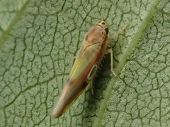 Igutettix oculatus