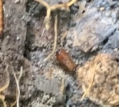 Parcoblatta virginica