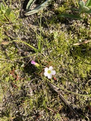 Oxalis pusilla