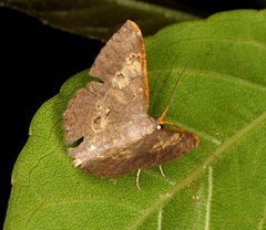 Serratophyga subangulata