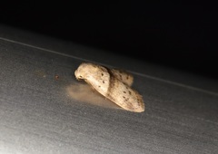 Stictane rectilinea chinesica