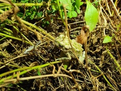 Bufotes viridis sitibundus
