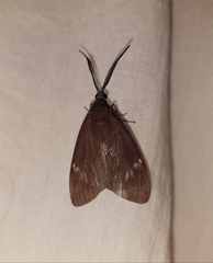 Cyclosia latipennis