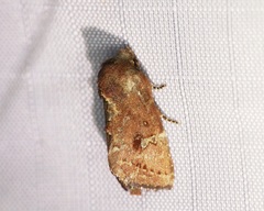 Elusa antennata