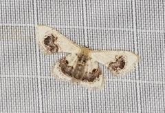 Idaea macrospila