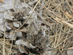 Pycnogaster sanchezgomezi constricta