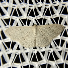Scopula sublinearia