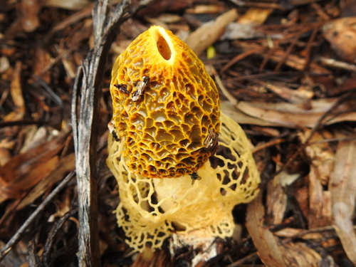 Phallus multicolor image