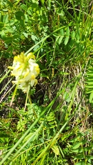 Pedicularis compacta