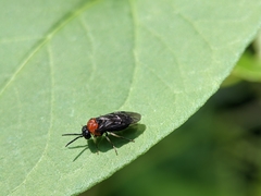 Eutomostethus ephippium