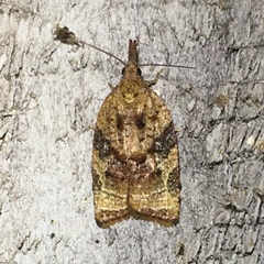 Platynota flavedana