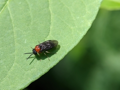 Eutomostethus ephippium