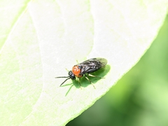 Eutomostethus ephippium