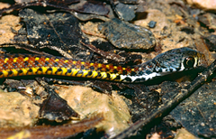 Xenochrophis maculatus