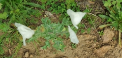 Argemone platyceras