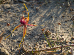 Caladenia decora