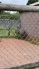 Dromaius novaehollandiae