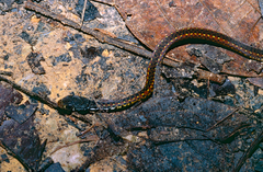 Xenochrophis maculatus