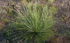 Xanthorrhoea platyphylla