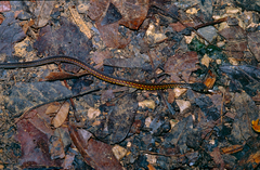 Xenochrophis maculatus