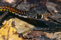 Xenochrophis maculatus