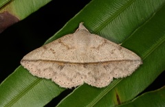 Ugia insuspecta