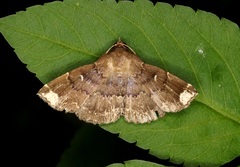 Adrapsa quadrilinealis