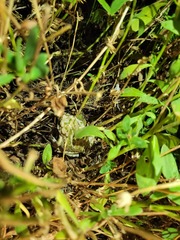 Bufotes viridis sitibundus