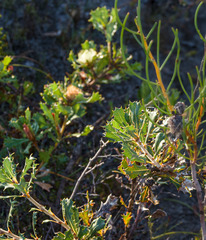 Banksia obovata