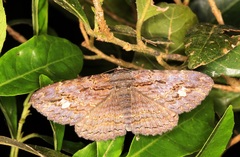 Anisoneura salebrosa