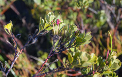 Adenanthos cuneatus