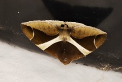Bastilla crameri