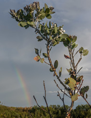 Eucalyptus pleurocarpa