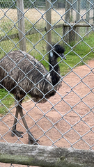 Dromaius novaehollandiae