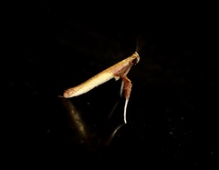 Caloptilia recitata